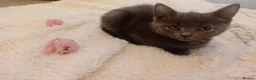 Russian Blue cats for sale: Russian blue Scottish fold mix stunning breed  - Advert 20