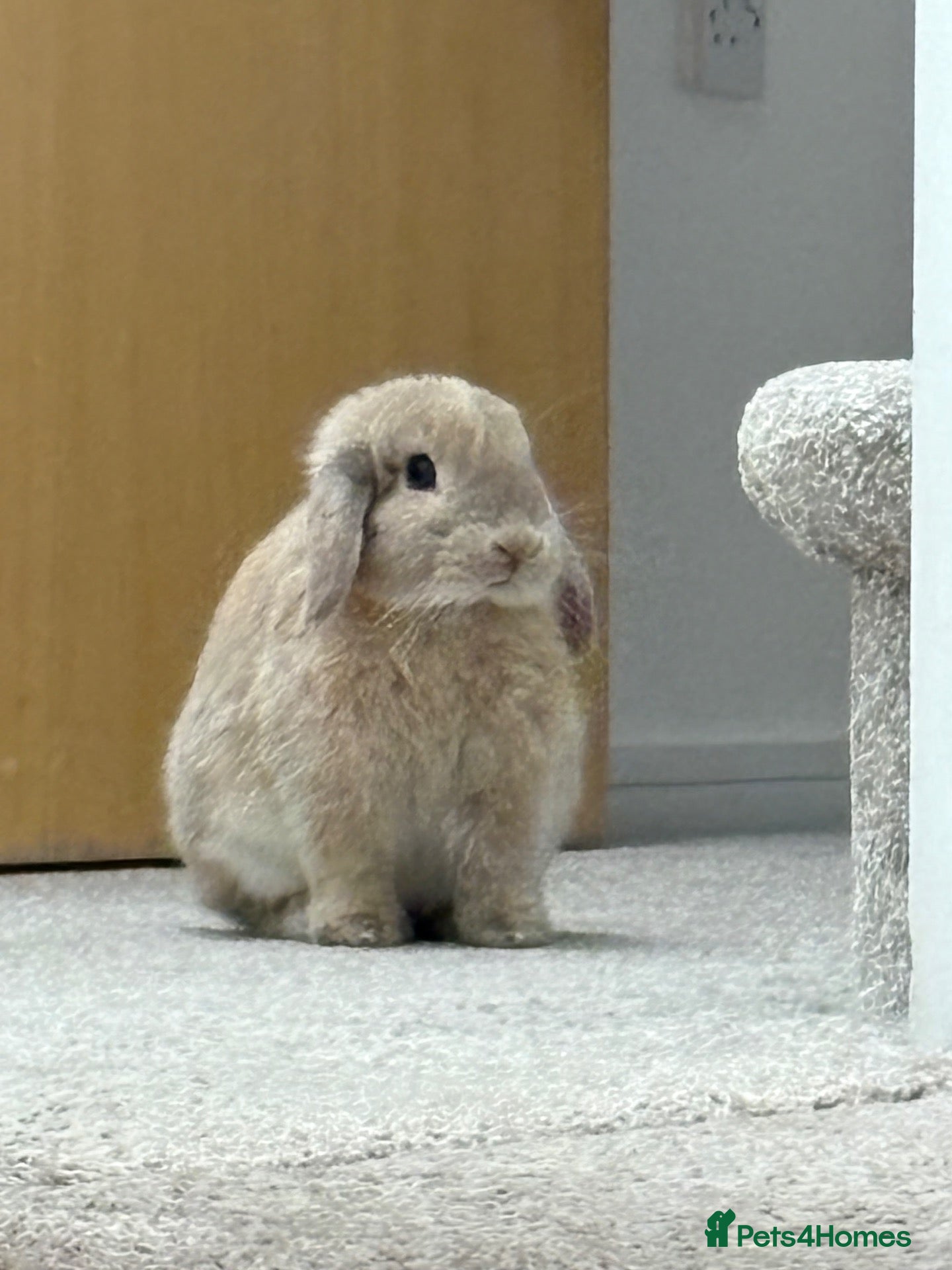 Mini Lop rabbits Female Holland Lop/ Mini Lop  - Advert 1
