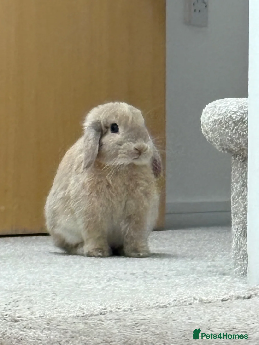 Mini Lop rabbits for sale: Female Holland Lop/ Mini Lop  in Sheffield - Advert 1