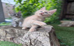 Maine Coon cats for sale: 🌟🌟Beautiful Maine Coon kittens 🌟🌟 - Image 23