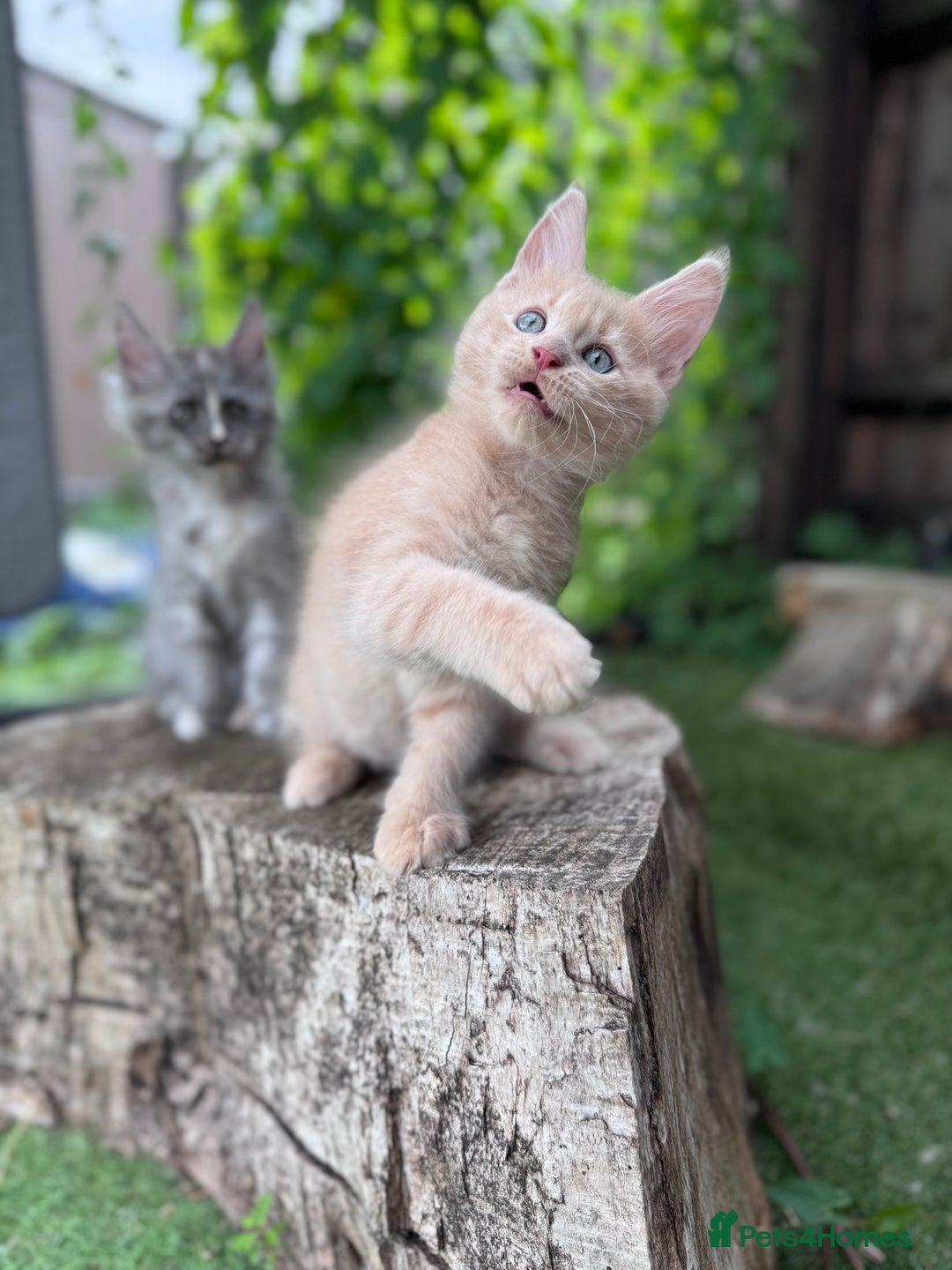 Maine Coon cats for sale: 🌟🌟Beautiful Maine Coon kittens 🌟🌟 - Image 23