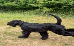 Giant Schnauzer dogs for stud: Giant Schnauzer for stud - Image 8