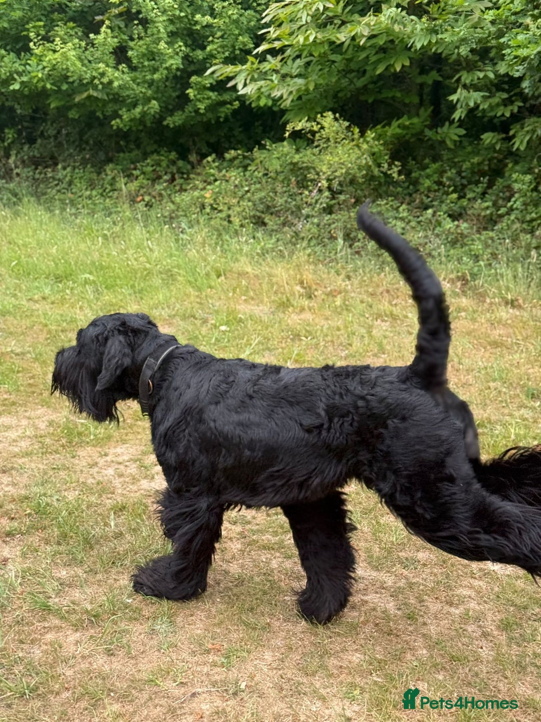 Giant Schnauzer dogs for stud: Giant Schnauzer for stud - Image 8
