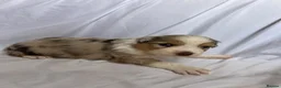 Australian Shepherd dogs for sale: Australia shepherd kc puppies 4 girls  - Advert 1