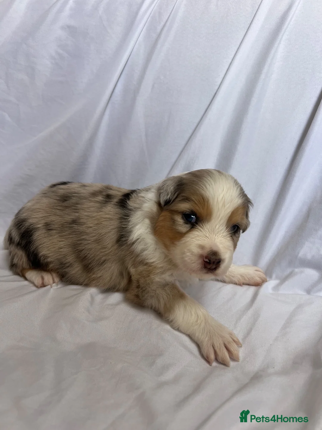 Australian Shepherd dogs for sale: Australia shepherd kc puppies 4 girls  - Advert 1