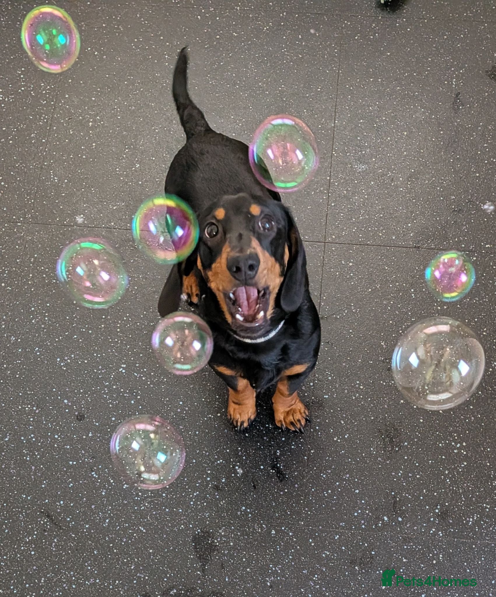 Dachshund dogs 9 month male dachshund  - Advert 1