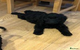 Cockapoo dogs for sale: Beautiful miniature Teddybear Cockapoo  puppies  - Image 32