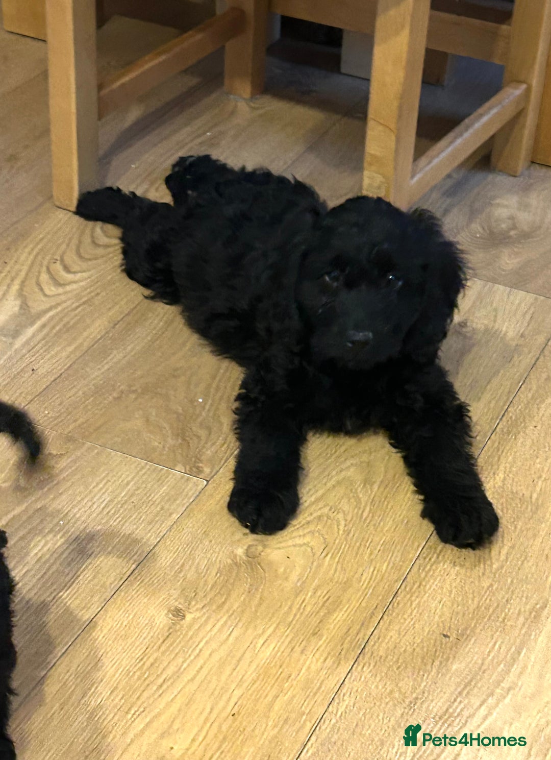 Cockapoo dogs for sale: Beautiful miniature Teddybear Cockapoo  puppies  - Image 32