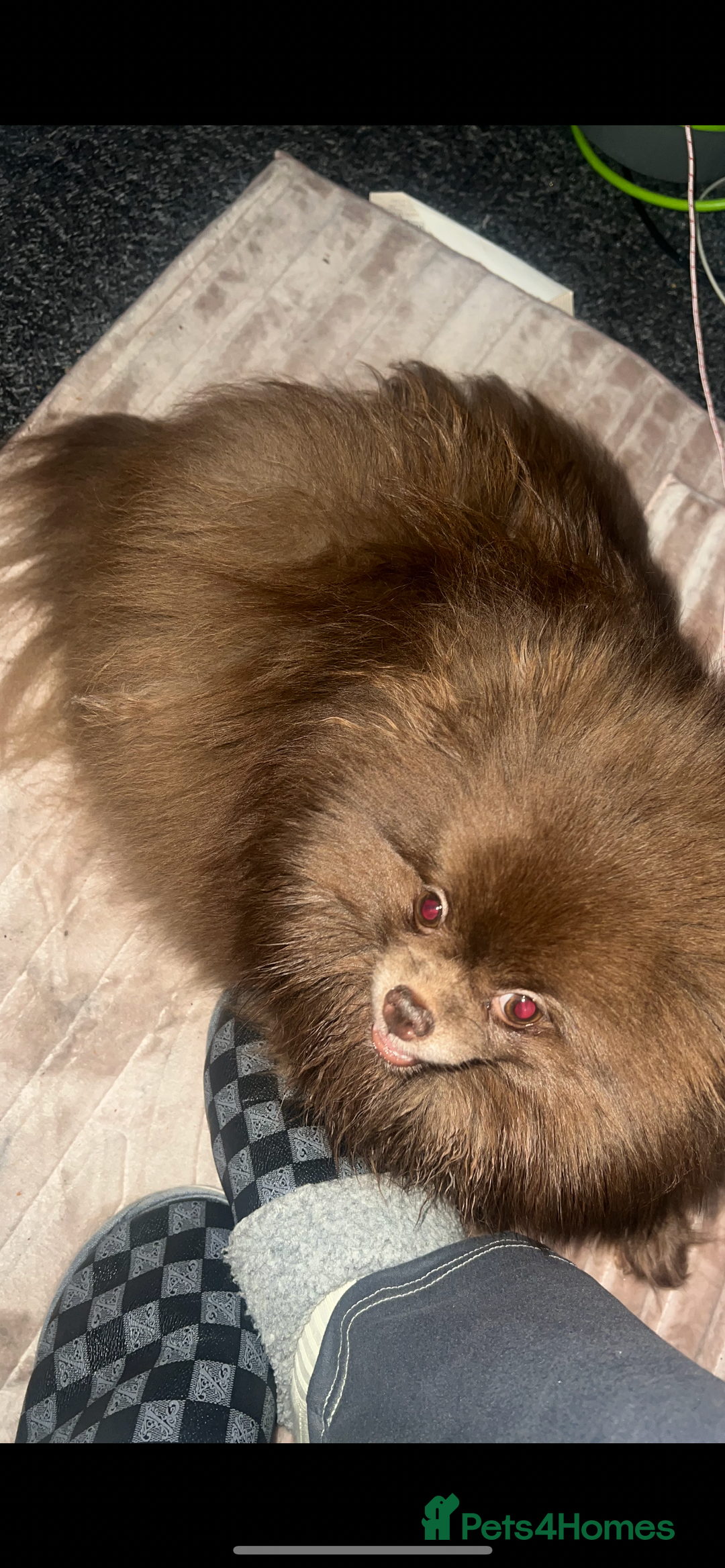 Pomeranian dogs for sale: Pomeranian puppy 🐶  - Image 5