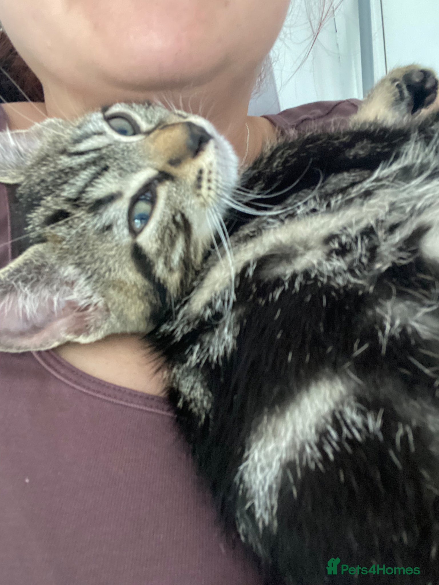 Bengal cats  Bengal kittens, ready to go! ❤️🏡 - Advert 11