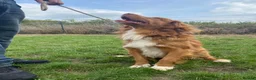 Nova Scotia Duck Tolling Retriever dogs for sale: Fantastic KC Reg Nova Scotia pups  - Advert 5