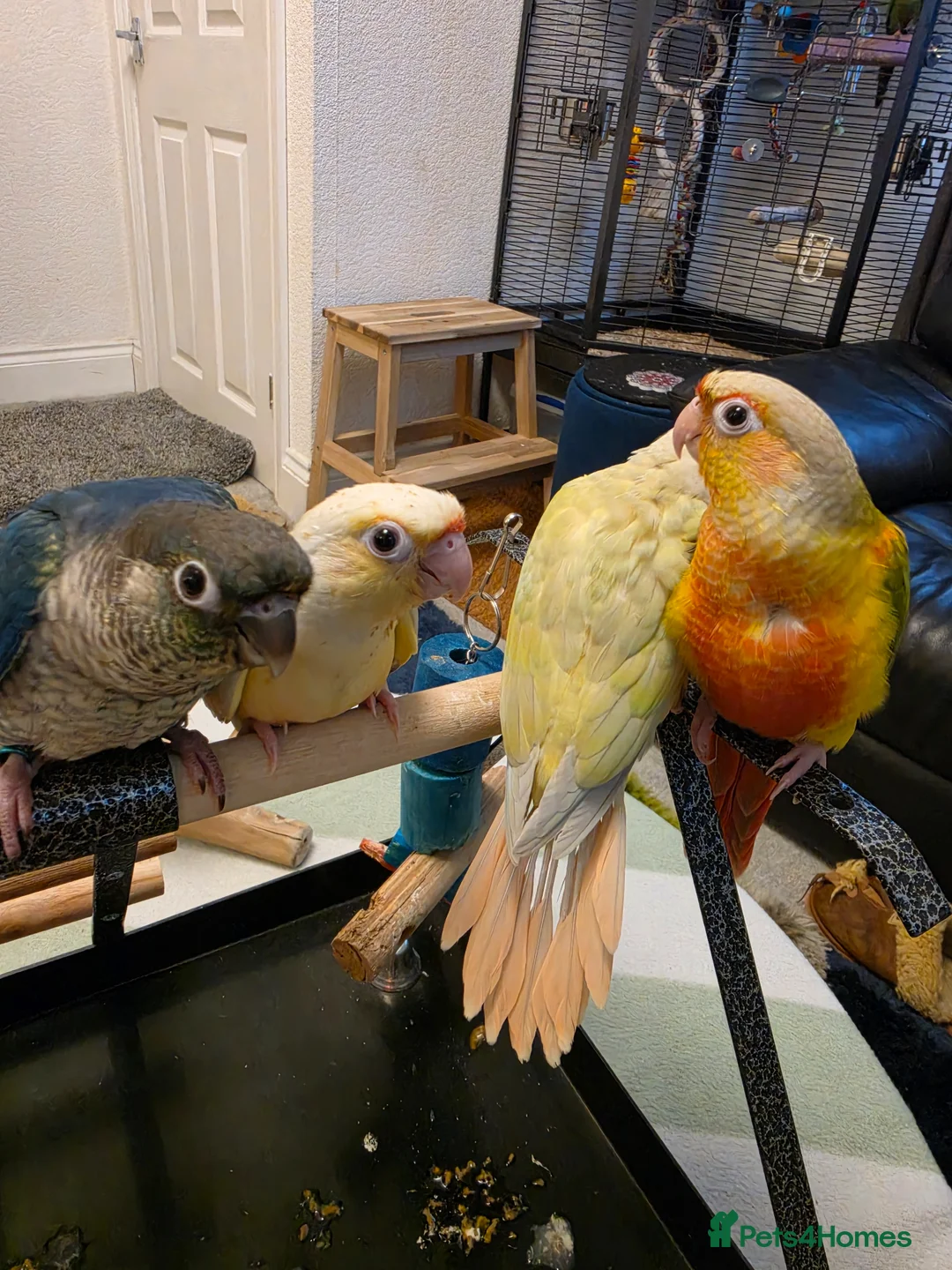Conures birds for sale: Handreared Tame Conures - Advert 1