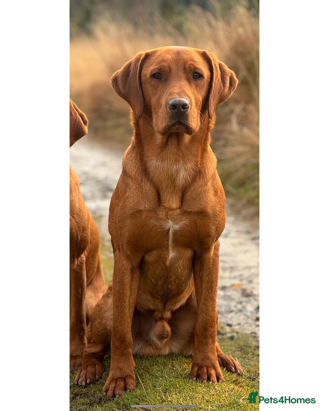 Labrador Retriever dogs for stud: ✨PROVEN FULLY HEALTH TESTED WORKING RED LABRADOR✨ in Hawes - Advert 15