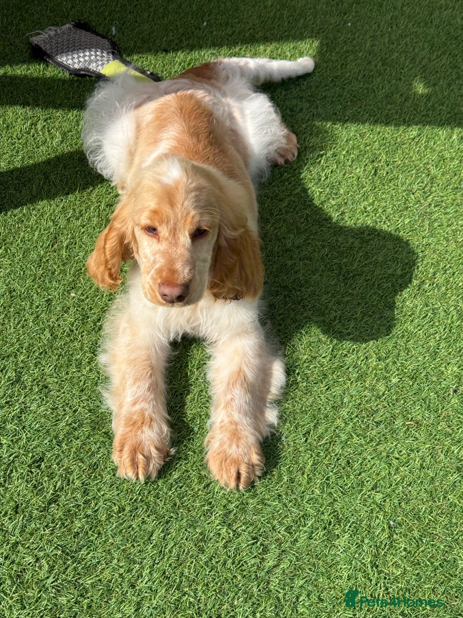 Cocker Spaniel dogs Stunning Show Cocker Spaniel Boy  ready now  - Advert 4