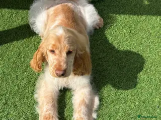 Cocker Spaniel dogs Stunning Show Cocker Spaniel Boy ready now - Advert 3