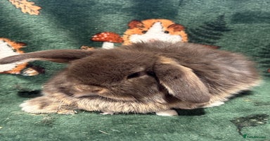 Mini Lop rabbits - Advert 2