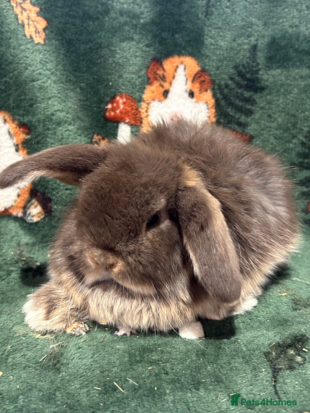 Mini Lop rabbits for sale: Beautiful Baby Mini lops ready now  - Image 2