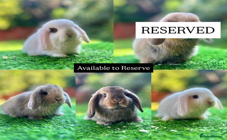 Mini Lop rabbits - Advert 3