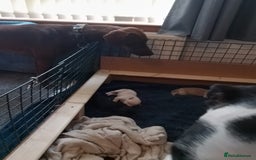 Mixed Breed dogs for sale: Gorgeous pups for sale - Image 26