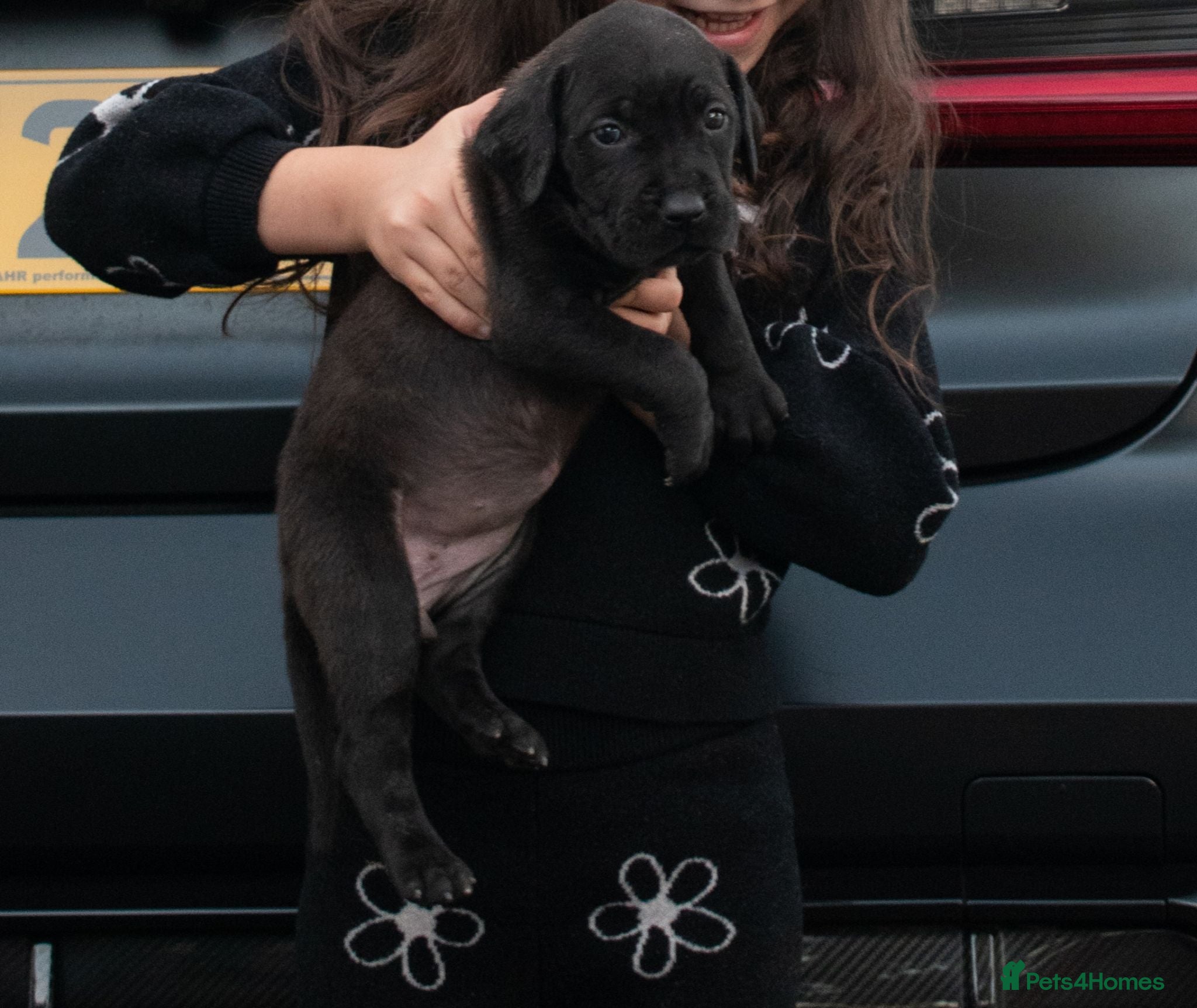 Presa Canario dogs Top Bloodline Presa canario puppies - Advert 1