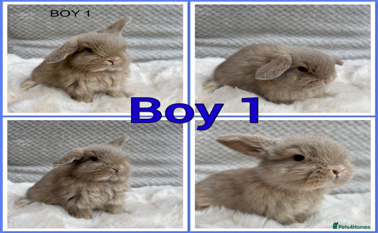 Mini Lop rabbits - Advert 1