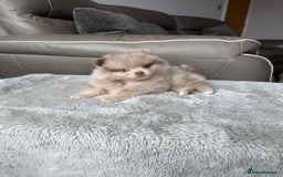Pomeranian dogs for sale: Rare lilac tan merle teddy bears 🧸💎 - Image 6