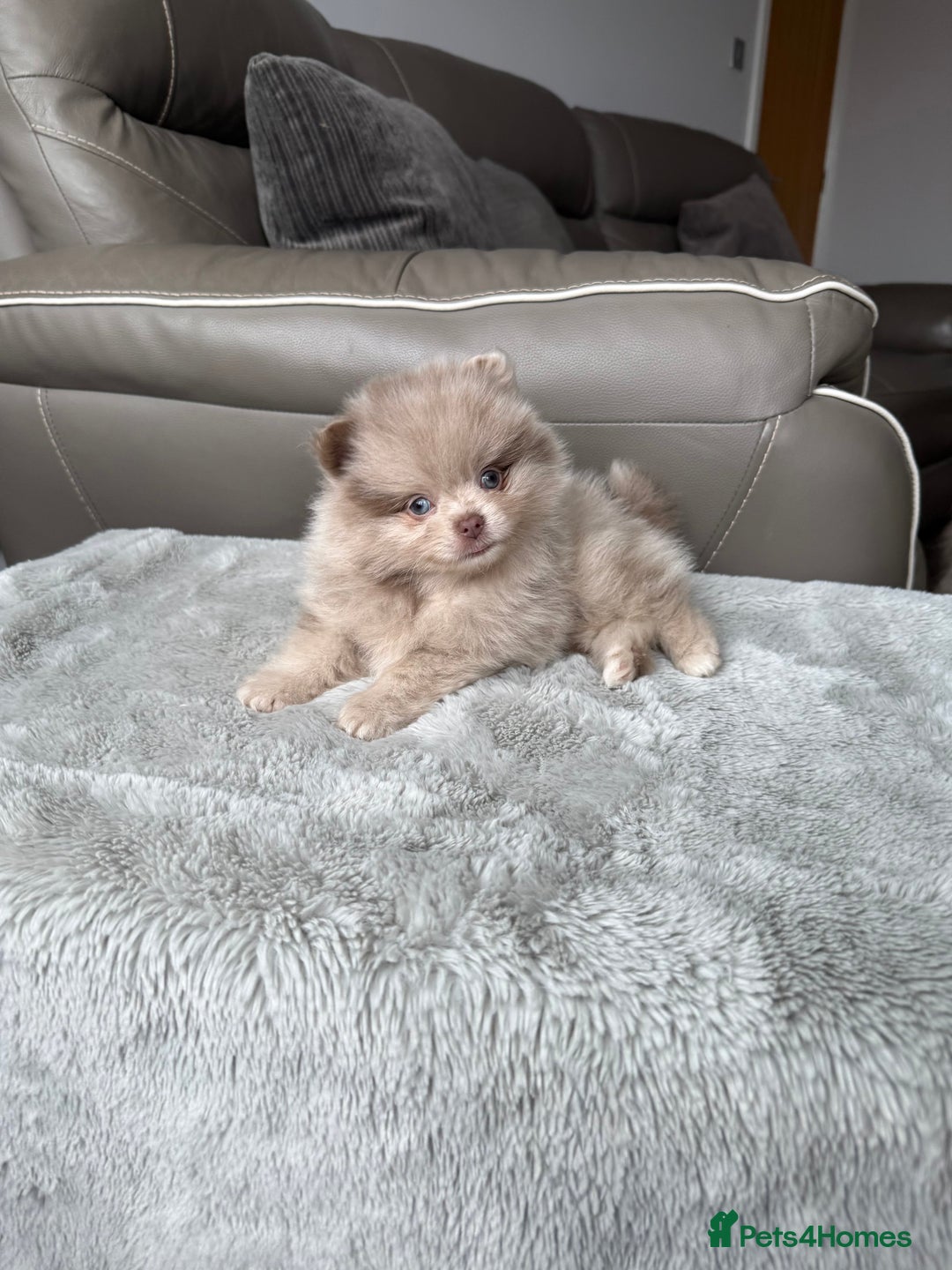 Pomeranian dogs for sale: Rare lilac tan merle teddy bears 🧸💎 - Image 6