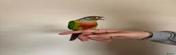 Conures birds for sale: Green cheeked conure  - Advert 6