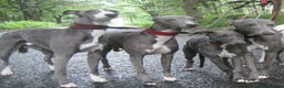 Whippet dogs for stud: Eidynrock Sangoma with Silkspun ,Sportingbred.X in Glasgow - Advert 31
