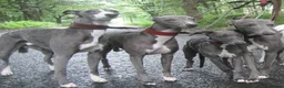 Whippet dogs for stud: Eidynrock Sangoma with Silkspun ,Sportingbred.X in Glasgow - Advert 31