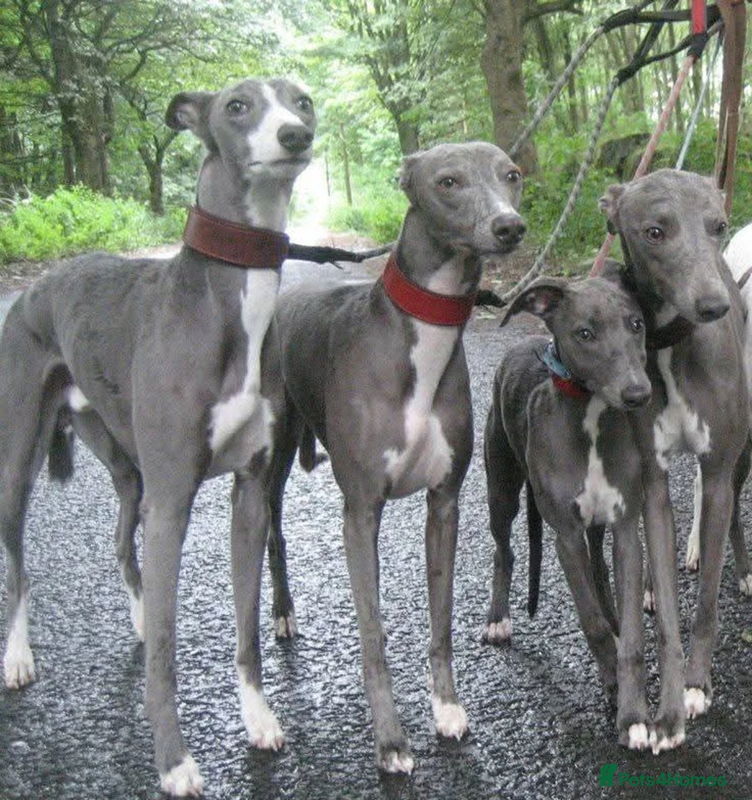 Whippet dogs for stud: Eidynrock Sangoma with Silkspun ,Sportingbred.X in Glasgow - Advert 31