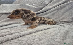 Miniature Dachshund dogs for sale: Kc dachshund babies ready next week - Image 5