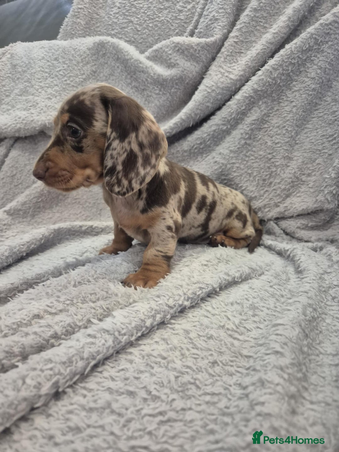 Miniature Dachshund dogs for sale: Kc dachshund babies ready next week - Image 5