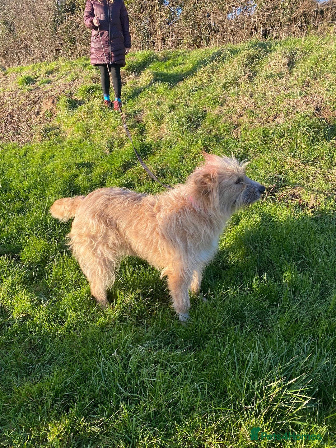 Mixed Breed dogs for adoption: Mary  - Advert 10