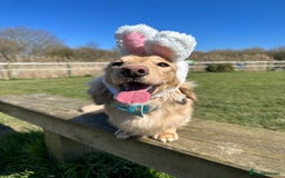 Miniature Dachshund dogs for sale: Bo & Evie mini dachshunds  - Image 9