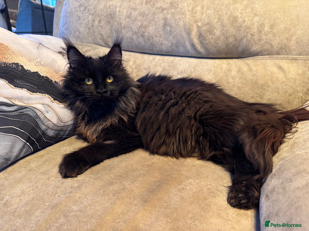 Maine Coon cats for sale: Active registered polydactyl girl  - Image 5