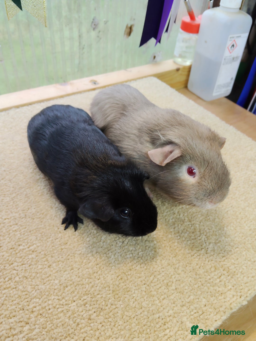Guinea Pig rodents for sale: Guinea pigs for sale  - Image 3