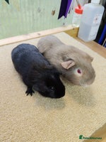 Guinea Pig rodents - Advert 4