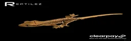 Gecko reptiles for sale: GECKO BABIES - Advert 4
