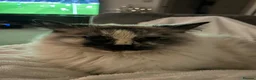 Ragdoll cats for sale: Two Ragdolls for sale  - Advert 8