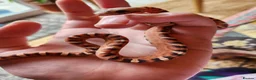 Snake reptiles for sale: Scaleless male and Het scaleless female corn snake - Advert 2