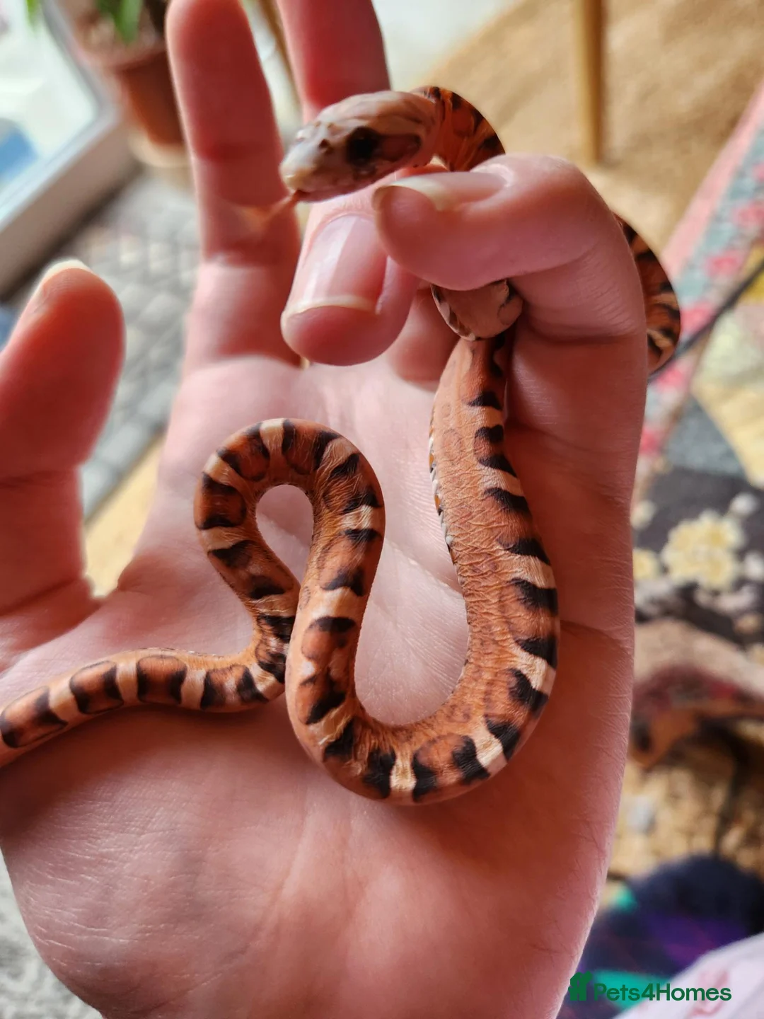 Snake reptiles for sale: Scaleless male and Het scaleless female corn snake - Advert 2