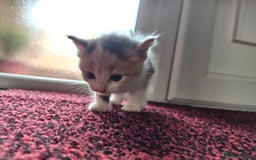 Mixed Breed cats for sale: 4 Mixed Breed Kittens  - Image 34