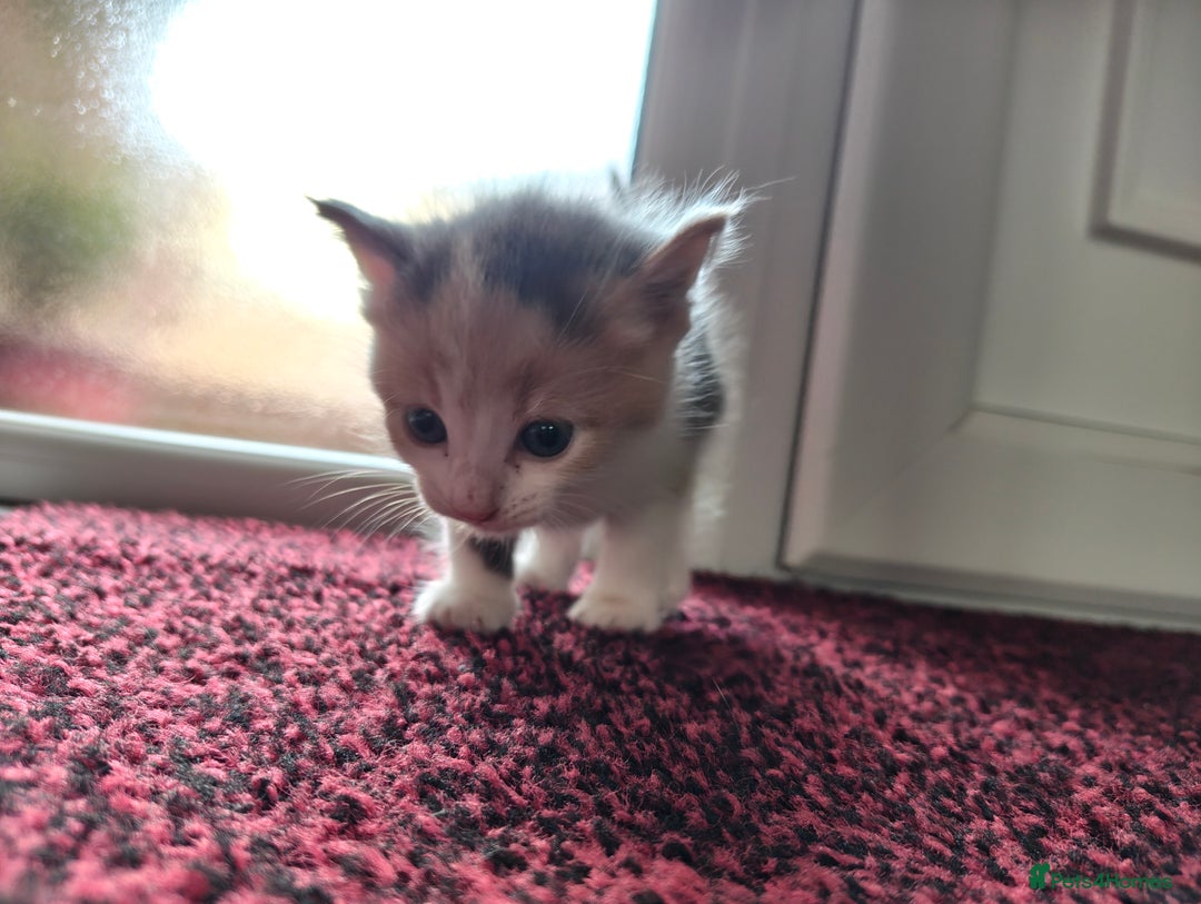 Mixed Breed cats for sale: 4 Mixed Breed Kittens  - Image 34