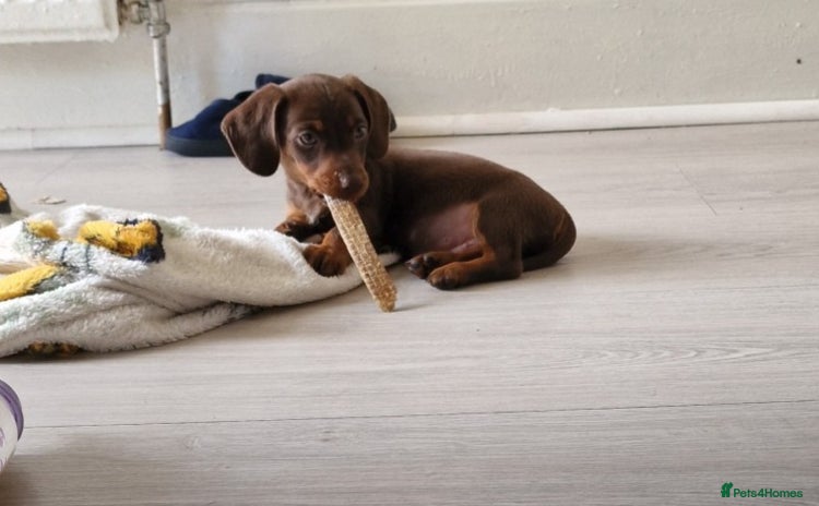Dachshund dogs - Advert 3
