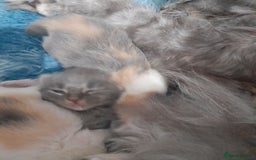 Ragcoon cats for sale: Stunning, and chunky ragcoons  - Image 24