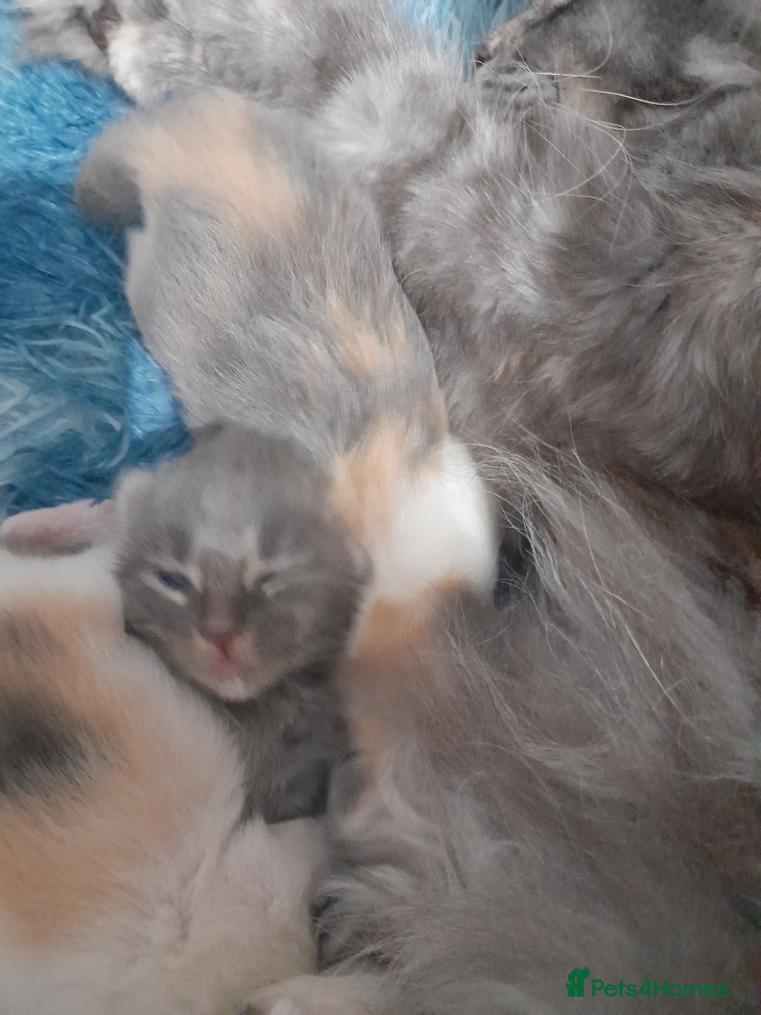 Ragcoon cats for sale: Stunning, and chunky ragcoons  - Image 24