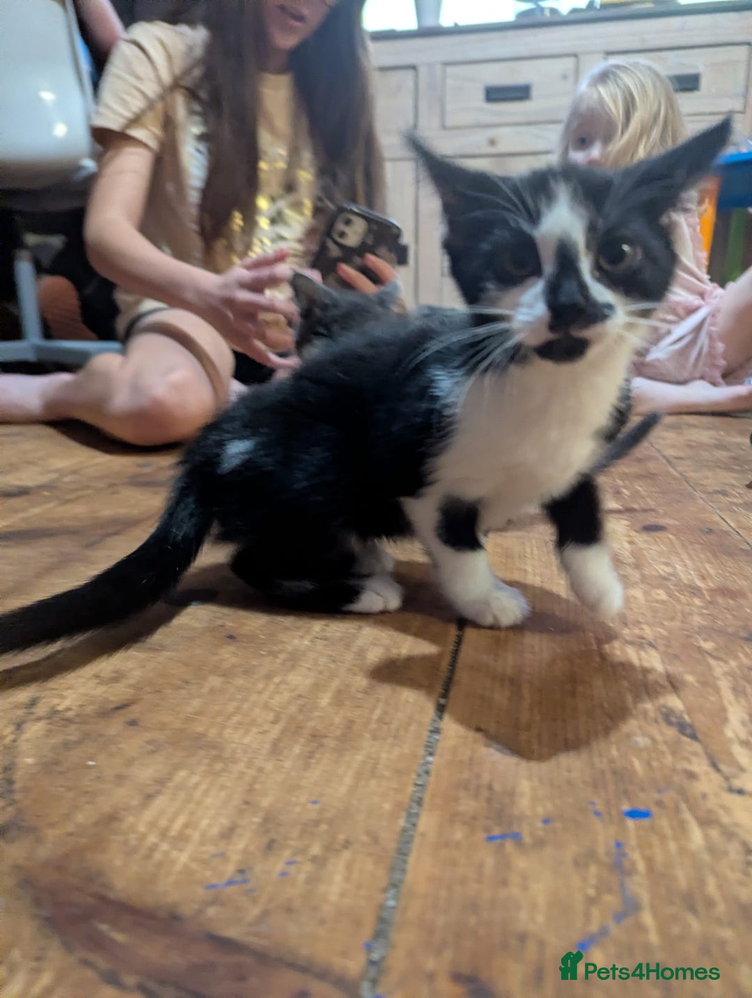 Mixed Breed cats for sale: Mixed breed kittens. Ready for homes. - Advert 7