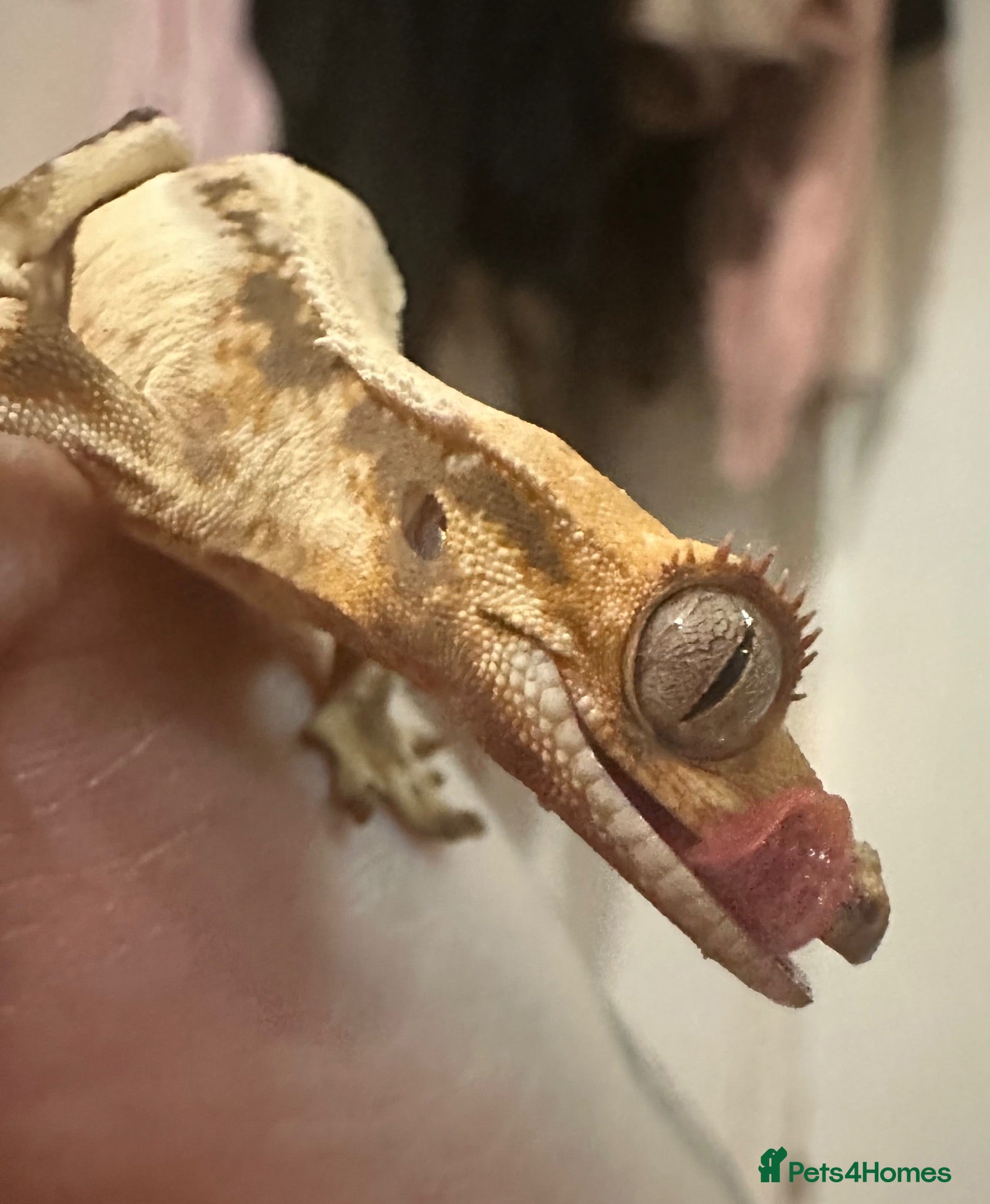 Gecko reptiles Baby crested gecko and full setup  - Advert 3