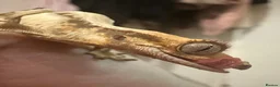 Gecko reptiles for sale: Baby crested gecko and full setup  - Advert 1